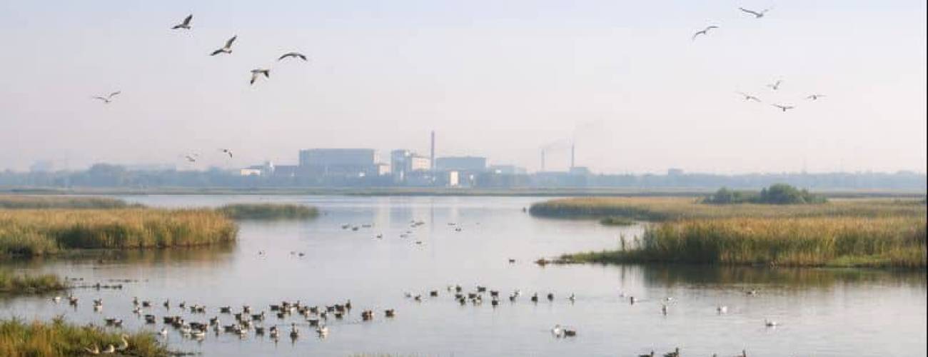 Morning calm over wetland and industry